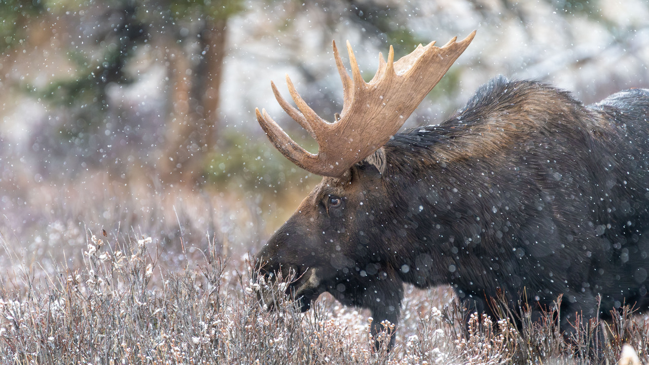 Moose on the loose