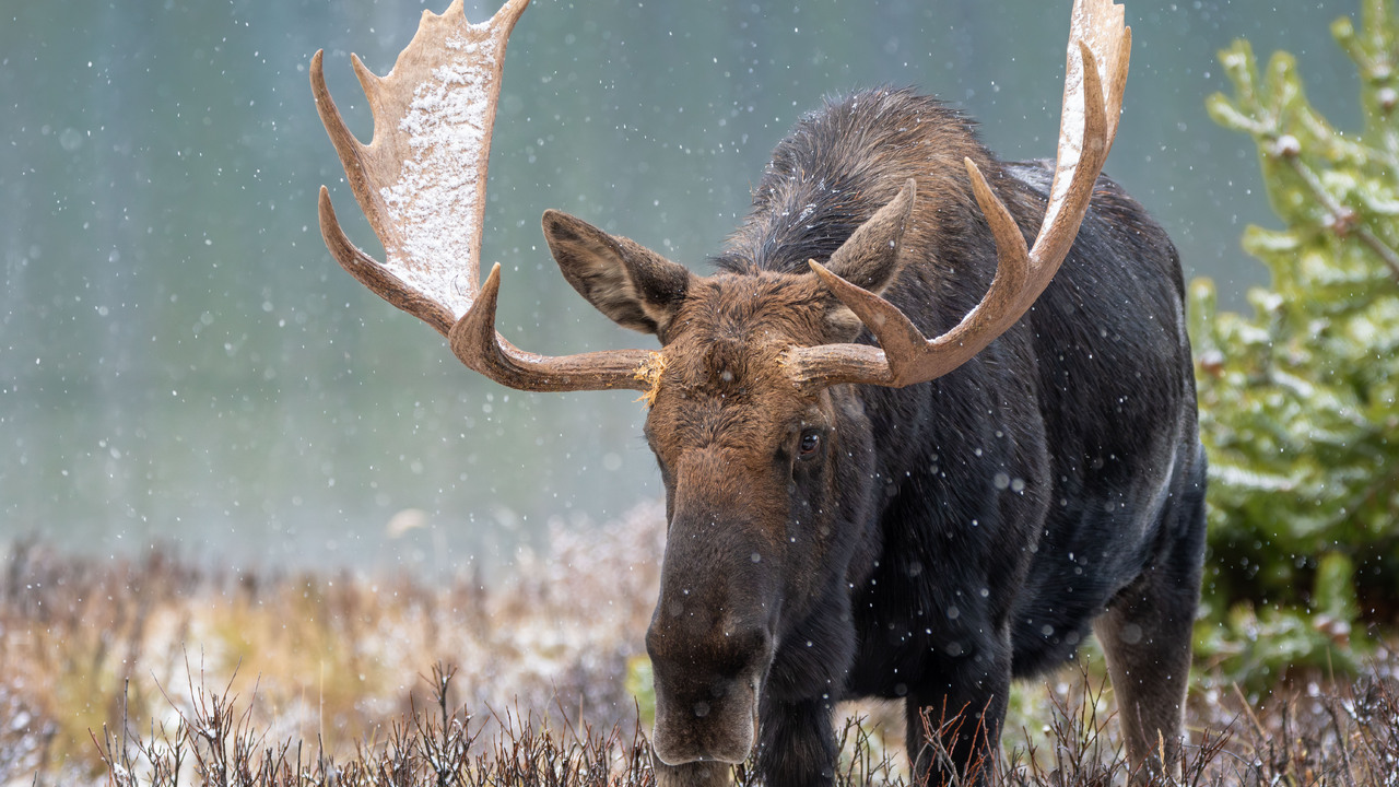 Moose on the loose