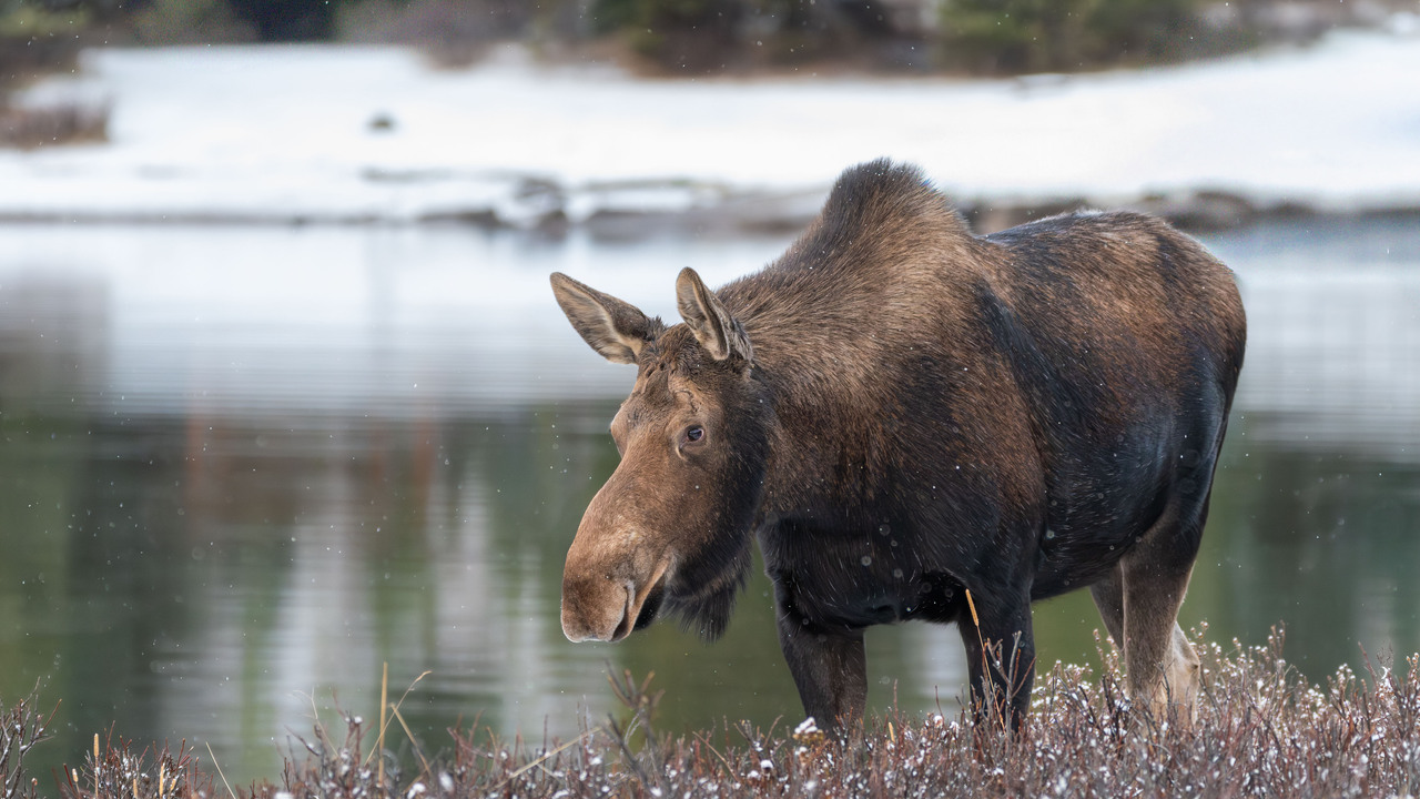 Moose on the loose