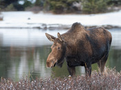 Moose on the loose
