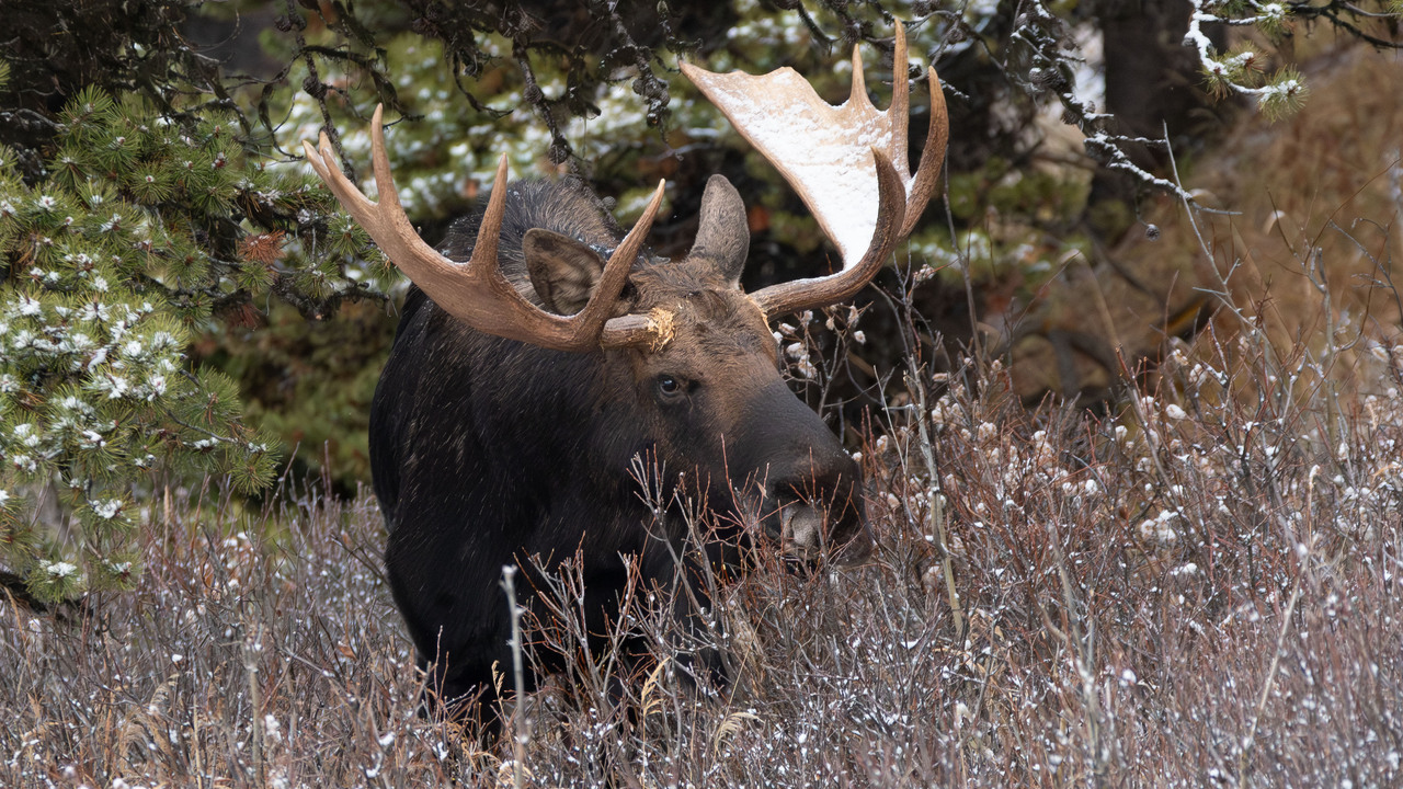 Moose on the loose