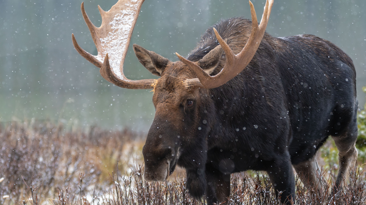 Moose on the loose