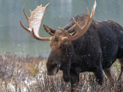 Moose on the loose