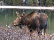 Moose on the loose