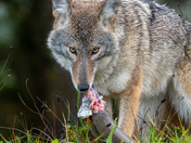 Coyote and the Salmon in Squamish , BC