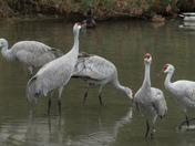 Dance of the Sandhill Crane