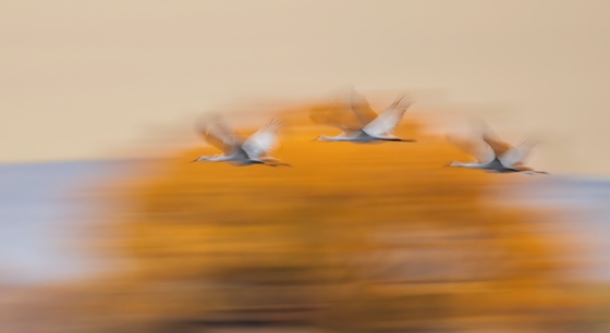 Bosque del Apache National Wildlife Refuge