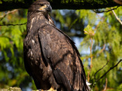 Juvenile Bald Eagle