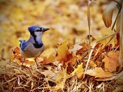 Blue Jay