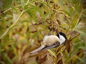 Black-capped Chickadee