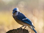 Blue Jay enjoying the sun