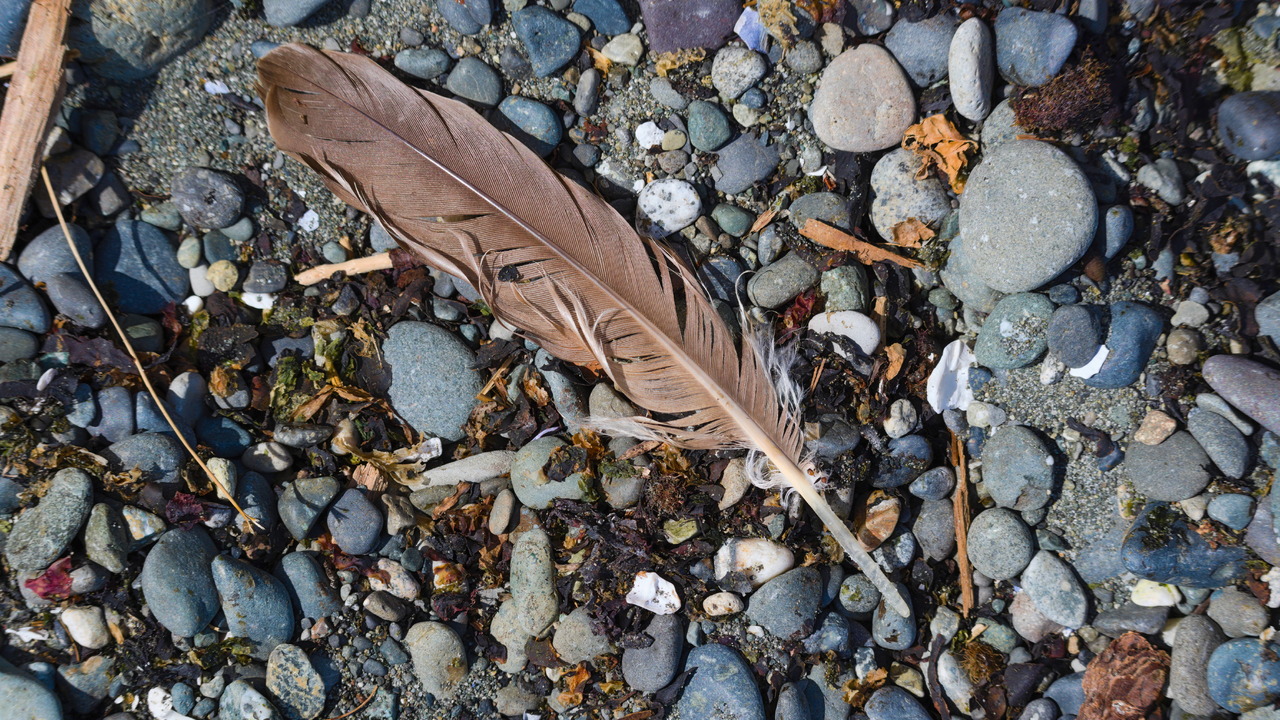Eagle Feather: In Situ