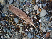 Eagle Feather: In Situ