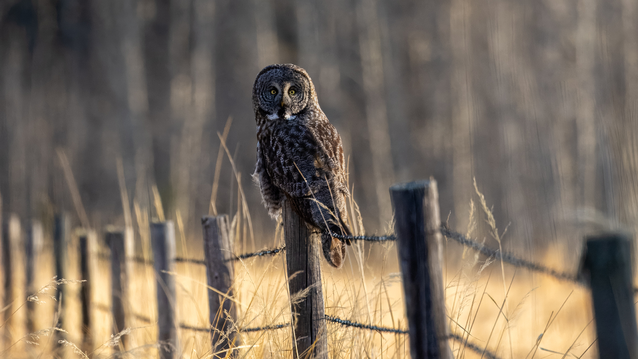 Phantom of the forrest