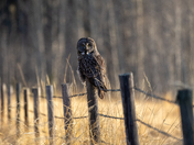 Phantom of the forrest