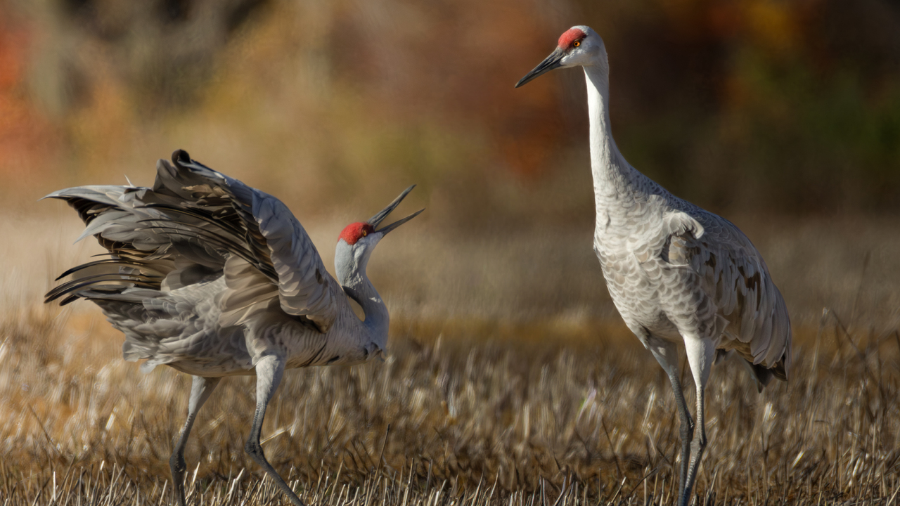Sandhill Cranes in City of Kawartha Lakes 