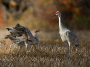 Sandhill Cranes in City of Kawartha Lakes 