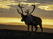 Caribou Sunrise