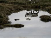 Caribou Mirror