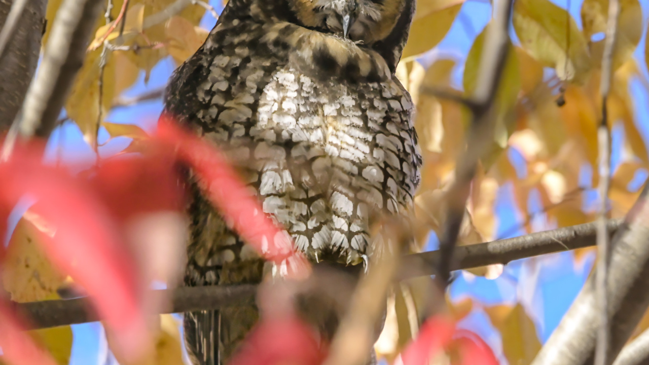 long eared owl in autumn
