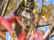 long eared owl in autumn