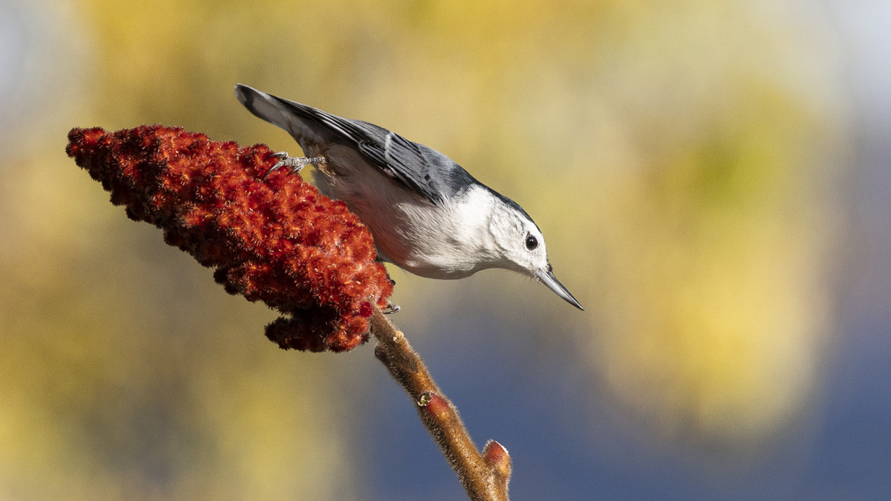 Nuthatch