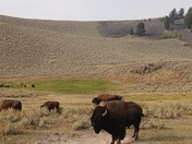 Yellowstone National Park