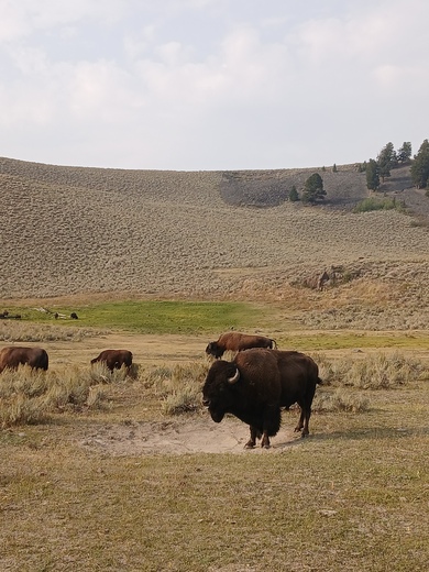 Yellowstone National Park