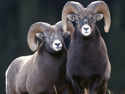 The Pause Between Battles