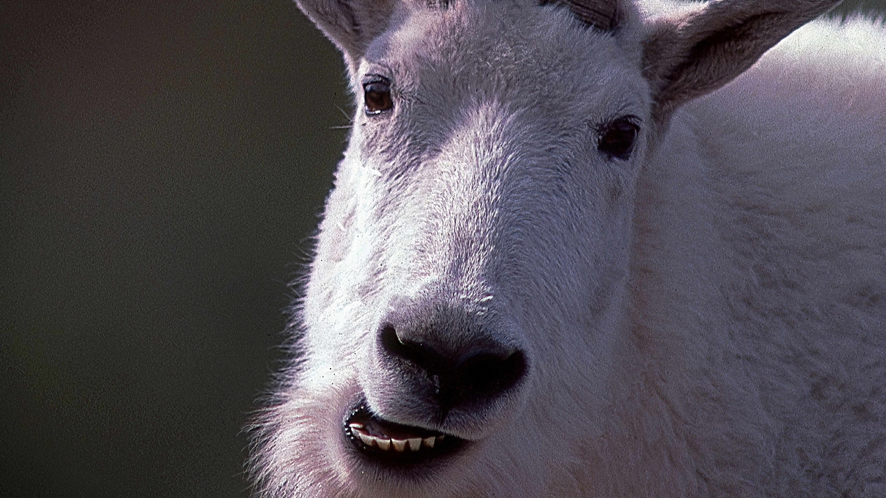 "Focused and Fluffy"