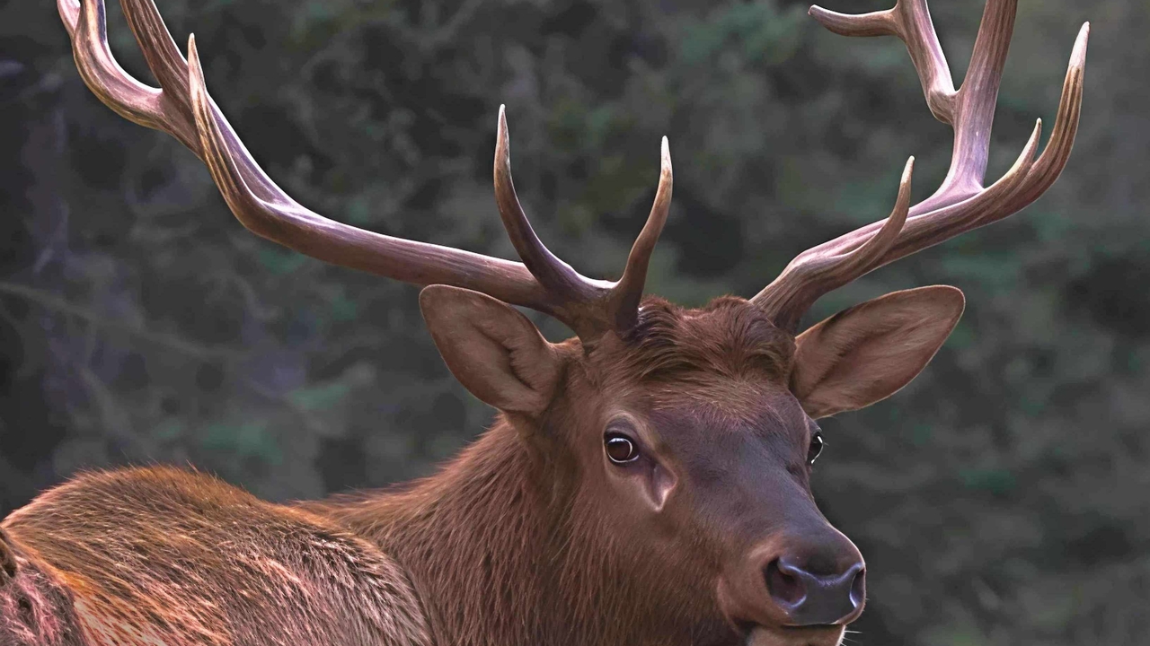 “The Watchful Peek”