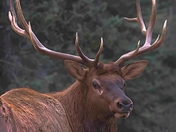 “Nature’s Gaze”