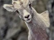 “The Watchful Peek”