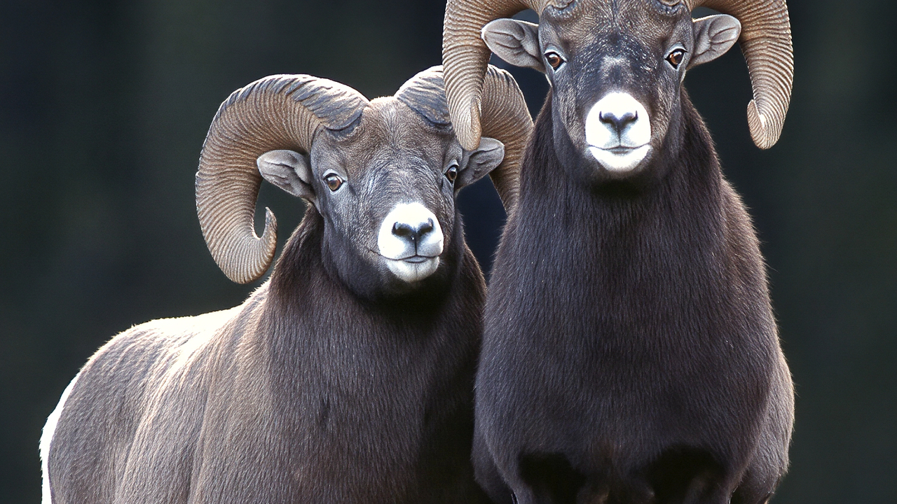 “The Watchful Peek”