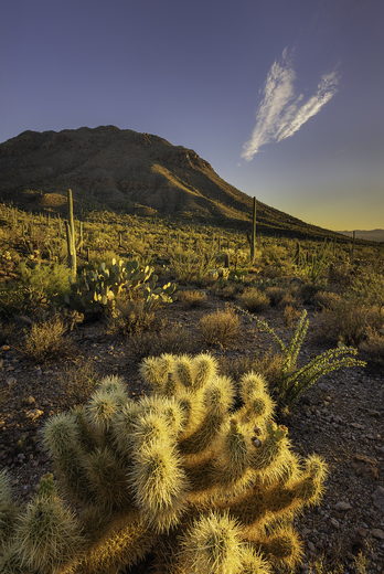 Saguaro National Park West