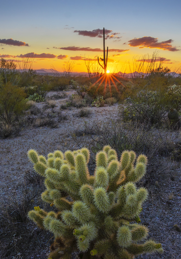 Saguaro National Park East