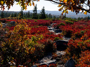 Monongahela National Forest