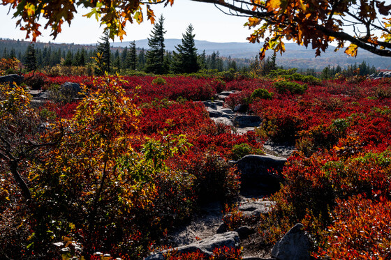 Monongahela National Forest