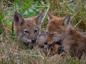 Boston Harbor Islands National Recreation Area
