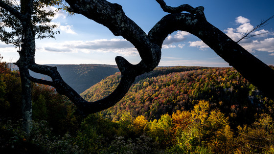 Monongahela National Forest