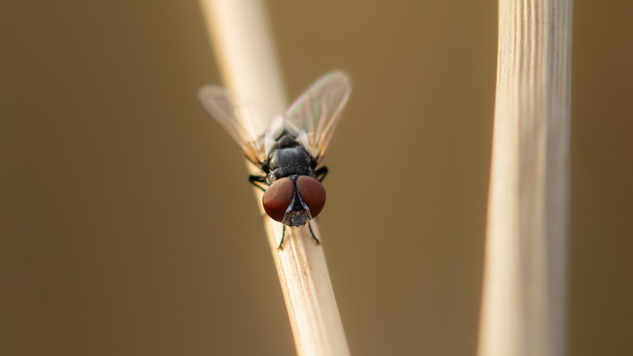 My, What Big Eyes You Have