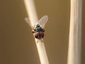 My, What Big Eyes You Have