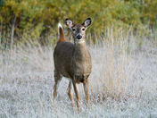 Inquisitive Doe