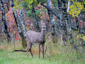 Beauty Within Beauty