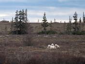 Three bears and a big open landscape