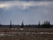 Three bears and a big open landscape