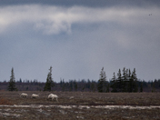 Three bears and a big open landscape