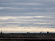 Three bears and a big open landscape