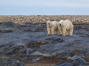 Almost time to go - mom and her 22 month old cub meander the pre-cambrian shield
