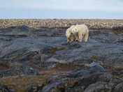Almost time to go - mom and her 22 month old cub meander the pre-cambrian shield